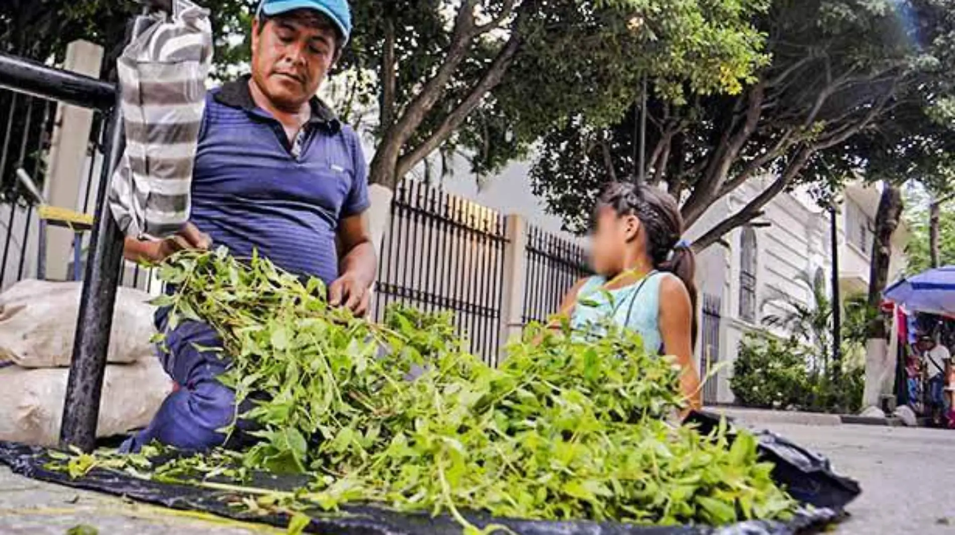 Chilpancingo - yerbero medicina que desaparece